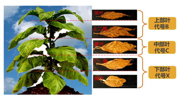 烟叶怎么分级？烟叶分级原理和方法