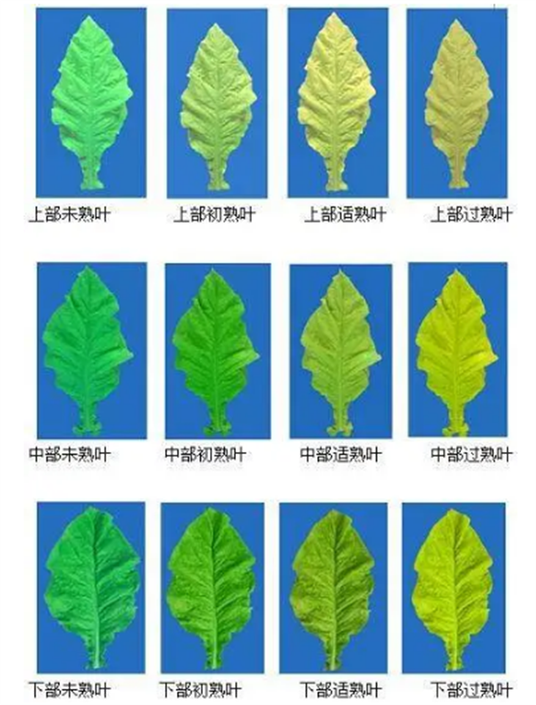 烟叶怎么分级？烟叶分级原理和方法2